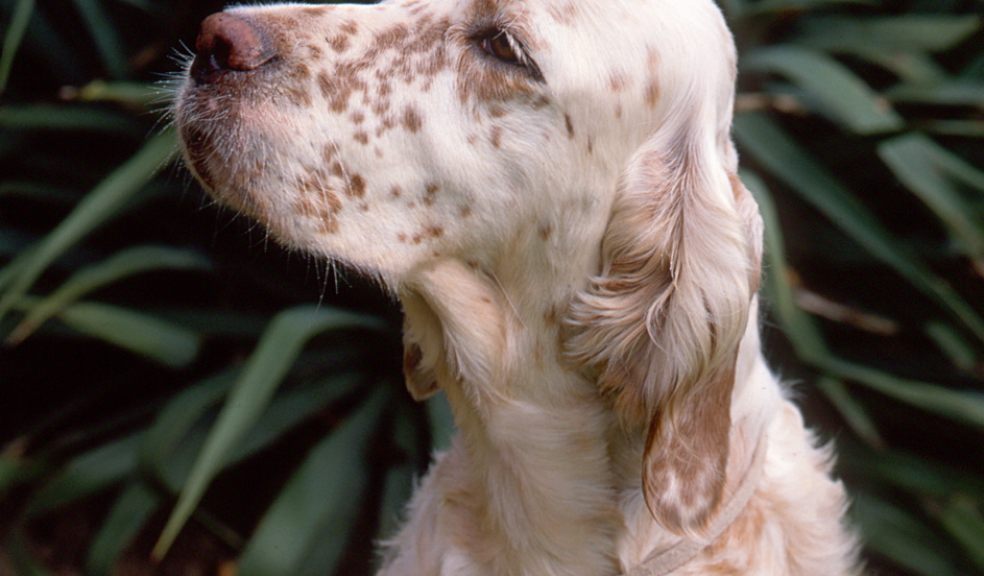 Thousands of canines head to Exeter for dog show The Exeter Daily